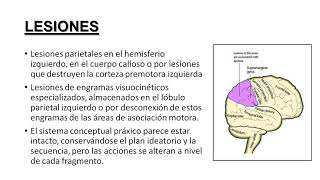 Neuropsicología Cognitiva Apraxias [upl. by Yerok]