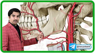 External Carotid Artery Anatomy and its branches Animation 🌟🚀 [upl. by Allecram]