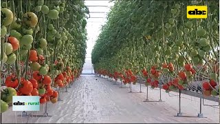 Invernadero automatizado para producción de tomate [upl. by Rolfston]