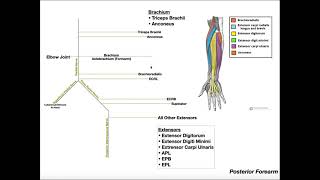 ORGANIZE Posterior Forearm Muscle Innervation [upl. by Dleifyar]