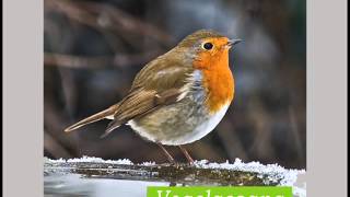 Entspannen mit Naturgeräuschen Vogelgesang [upl. by Lyon]