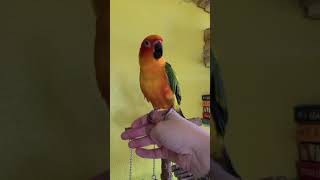 sun conure talking [upl. by Hgielek]