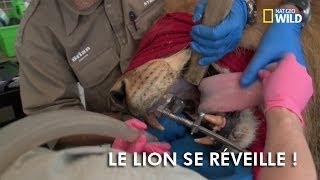 Le lion se réveille [upl. by Hulda]