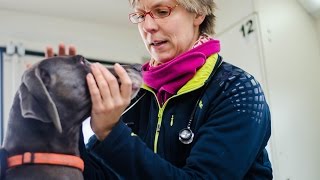 Tierärztin auf vier Rädern Ein Besuch in der ersten mobilen TierarztPraxis im Allgäu [upl. by Chan]