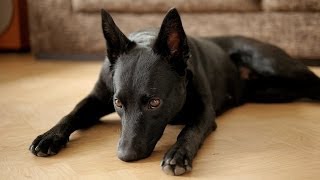 Agnes the Kelpie Australian Kelpie [upl. by Elyn]