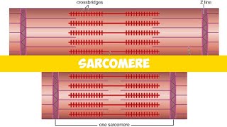 Sarcomere Physiology  In detail explaination [upl. by Rycca759]