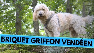 Briquet Griffon Vendéen  TOP 10 Interesting Facts [upl. by Dolores642]