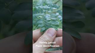 Honey Locust Plant Identification  Medicinal Plants 🕊 herbalism foraging [upl. by Illib563]