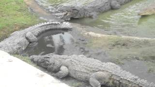 crocodile eating man live [upl. by Sunny]