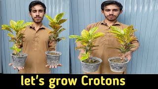 Croton Plant Care Everything You Need to Know [upl. by Howzell715]