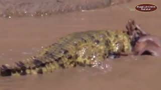 Jaws of the Mara Dramatic Crocodile Attack During Great Migration 2023 [upl. by Ecyak]