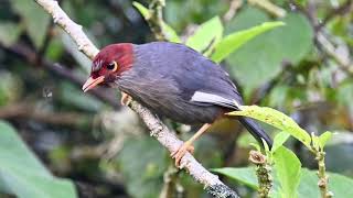 Chestnuthooded Laughingthrush 栗頭噪鶥 [upl. by Normand626]