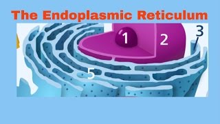 Endoplasmic Reticulum Rough and Smooth ER [upl. by Neetsyrk]