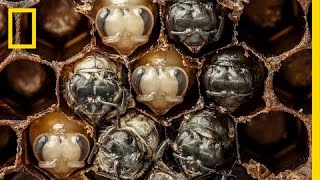 Amazing TimeLapse Bees Hatch Before Your Eyes  National Geographic [upl. by Erdied]