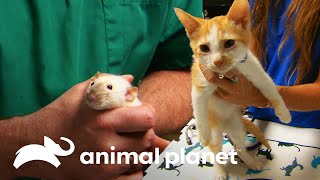 Dois animais são reabilitados pelos veterinários  Veterinário das Montanhas  Animal Planet Brasil [upl. by Kamal537]