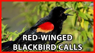 RedWinged Blackbird Calls [upl. by Damien891]