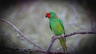 Lorikeets the magical birds of Australia [upl. by Aryhs]