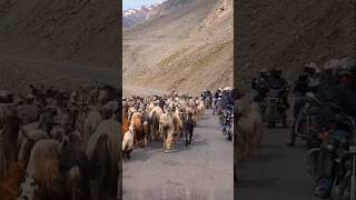 Pashmina or Changthangi goat Changthang region of Ladakh 😱😱 pashmina bikeride ladakh [upl. by Camroc]