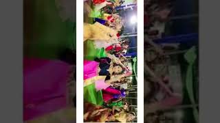 Dolina Dolina Song🔥💥🔥💥🙏garba dholidadholida dandiya dance05oct2022 from Triveniganj [upl. by Anadroj]