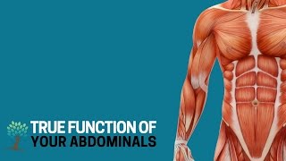 Muscles of the Abdomen Groups Origin Insertion Function [upl. by Gregrory]