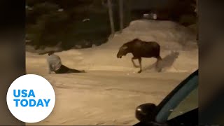 Moose attacks man after residents warn him to leave animal alone  USA TODAY [upl. by Zena]