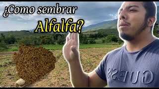 Cómo sembrar alfalfa  FÁCIL Y RÁPIDO [upl. by Asirehc]