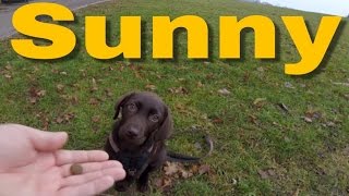 Welpen Hunde Erziehung Sunny ist stubenrein [upl. by Akihsar]