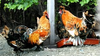 Pavlovskie chickens Павловская золотистая [upl. by Nolra]