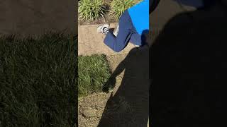 Beautiful day lawncare grass turf thursday shorts [upl. by Arek604]