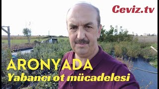 Aronya da yabancı ot mücadelesi aronia [upl. by Akinaj]