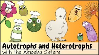 Autotrophs and Heterotrophs [upl. by Etteiluj694]