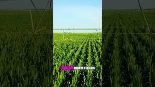 How Christopher Nolan Grew Cornfields for Interstellar interstellar space science documentary [upl. by Urbano741]