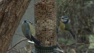 Weekend de comptage national des oiseaux des jardins [upl. by Beutler]