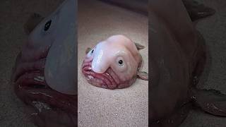 Is The Blobfish The Ugliest Fish fish shorts animals [upl. by Can]