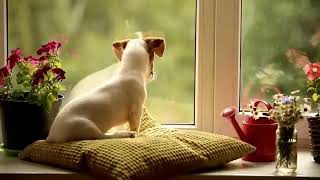 ASPCA TV Commercial Ad 2020 Waiting [upl. by Anali]