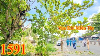 Vua Khỉ Miền Tây tiếp tục cưa ở quốc lộ 1A có Cảnh Sát hỗ trợ Cutting trees [upl. by Polito363]