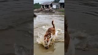 A sudden violent storm caused raging rapids and floods A golden retriever bravely rescued a child [upl. by Kevon]