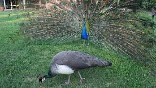 Snippet Male peacock make noises with their tail feathers [upl. by Ellehsat]