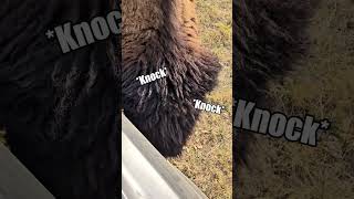 Why is my bison COVERED in Flies 🪰🦬bisons ranch farm farmlife animal pet yellowstone viral [upl. by Latsirk170]