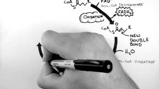 Cellular Respiration 4  BetaOxidation [upl. by Nabalas]