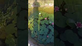 Waterlilies blooming October 7th SouthAfrica [upl. by Gneh]