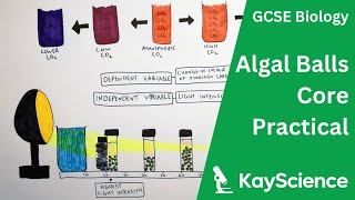 Photosynthesis amp Respiration in Algal Balls Core Practical  GCSE Biology  Kaysciencecom [upl. by Yema848]