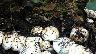 MATSUTAKE Mushrooms Hunting in WA National Forest [upl. by Eednar]