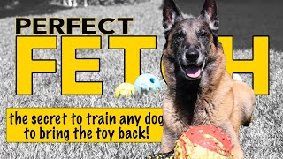 Train ANY Dog to Play Fetch Perfectly  Dog Training Video by Robert Cabral [upl. by Odraboel]