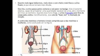 Sistema Urinário  Pedagogia  5 Ano [upl. by Ettennahs432]