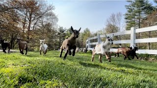 32 baby goat morning stampede [upl. by Igenia605]