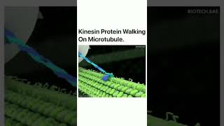 Kinesin Walk research lab biology [upl. by Sagerman249]