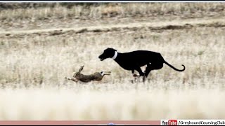 coursing rabbit with greyhounds  dog race 2023  hunting with dogs [upl. by Greene752]