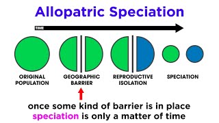 Types of Speciation Allopatric Sympatric Peripatric and Parapatric [upl. by Jeffy]