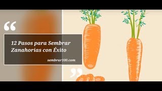 12 Pasos para Aprender a Sembrar Zanahorias con Éxito [upl. by Huggins]